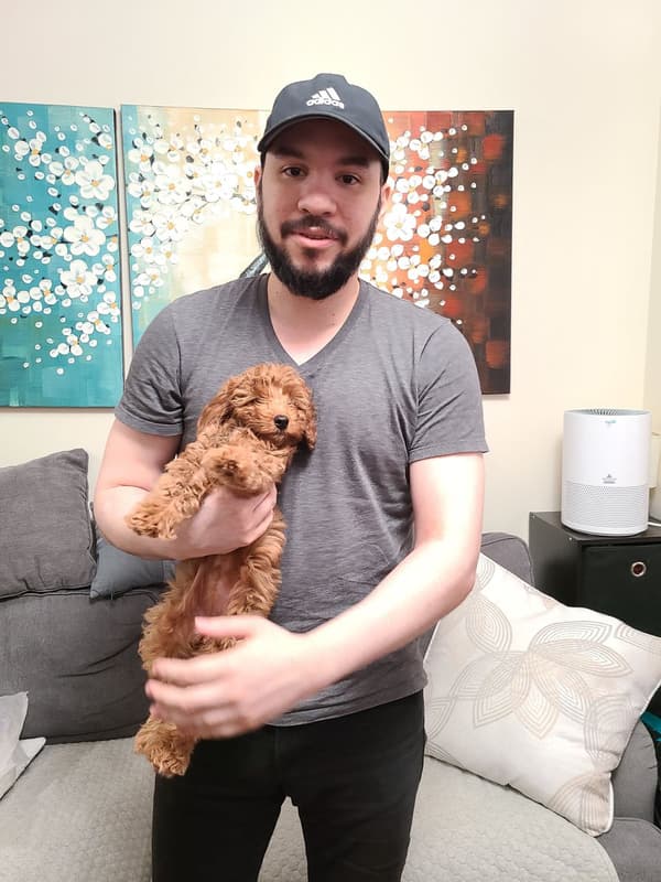 Customer photo of Goldendoodle, Mini puppy from Daniel R.