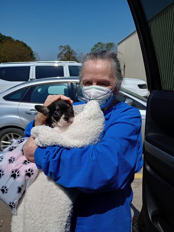 Customer photo of French Bulldog puppy from Rosanna K.