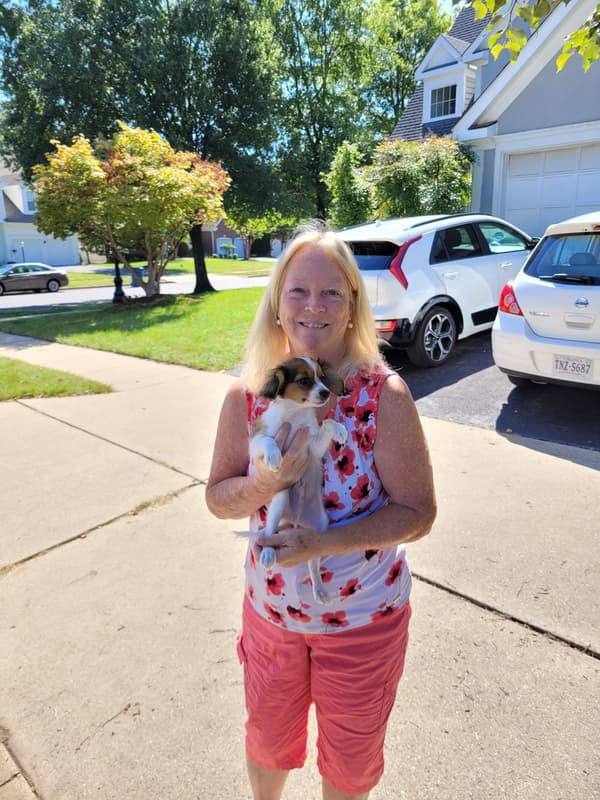 Customer photo of Papillon puppy from Sara H.