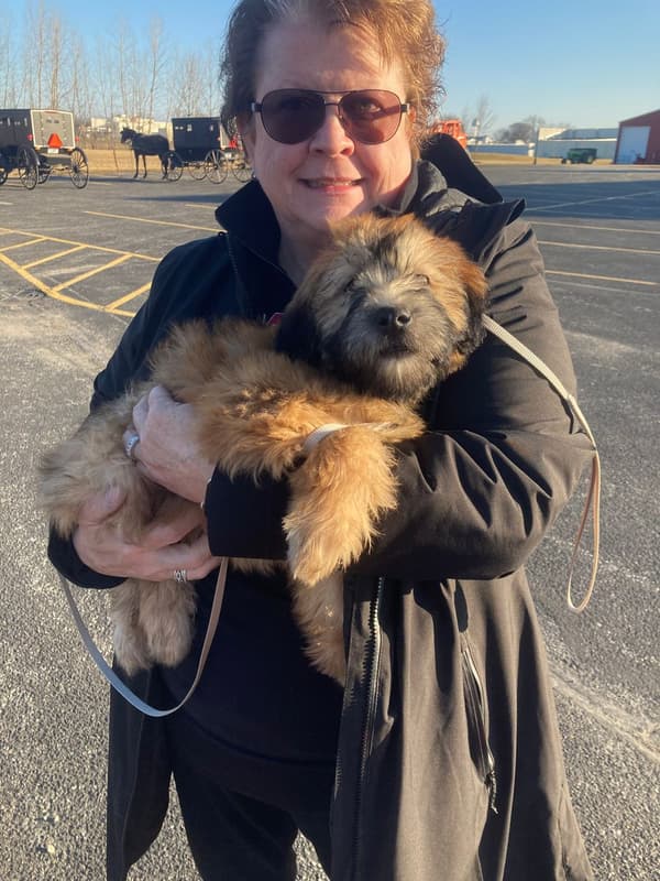 Customer photo of Soft Coated Wheaten Terrier puppy from John M.
