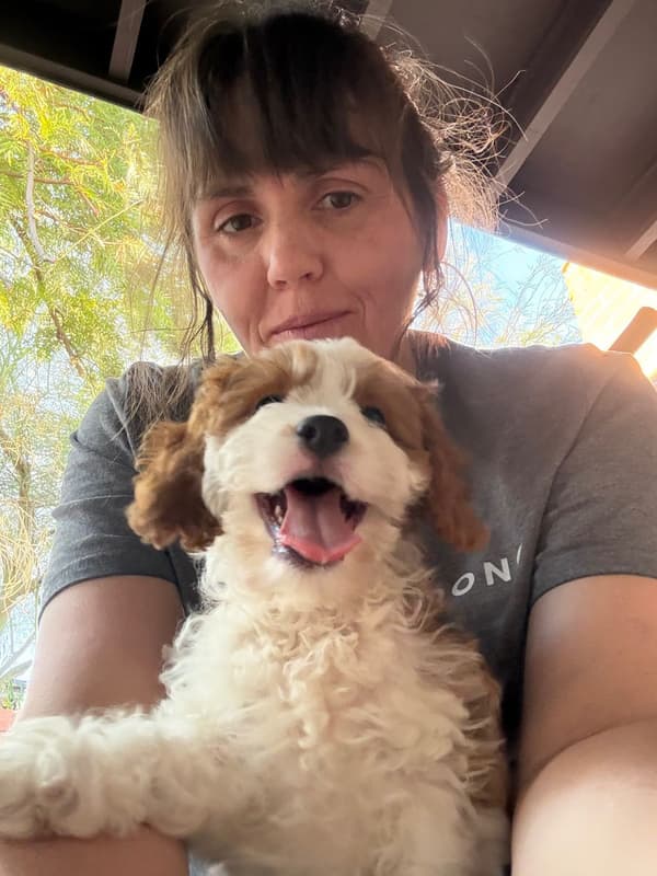 Customer photo of Cavapoo puppy from Stefanie J.