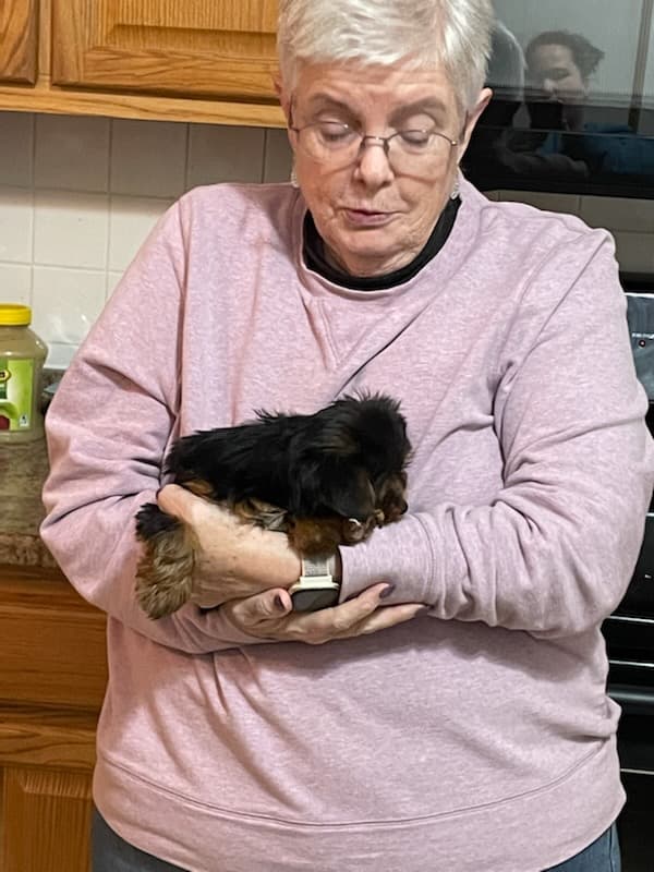 Customer photo of Yorkshire Terrier - Yorkie puppy from Jane R.
