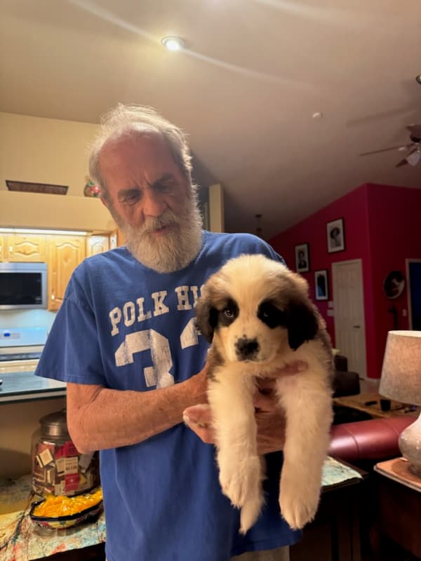Customer photo of Saint Bernard - St. Bernard puppy from Michael M.