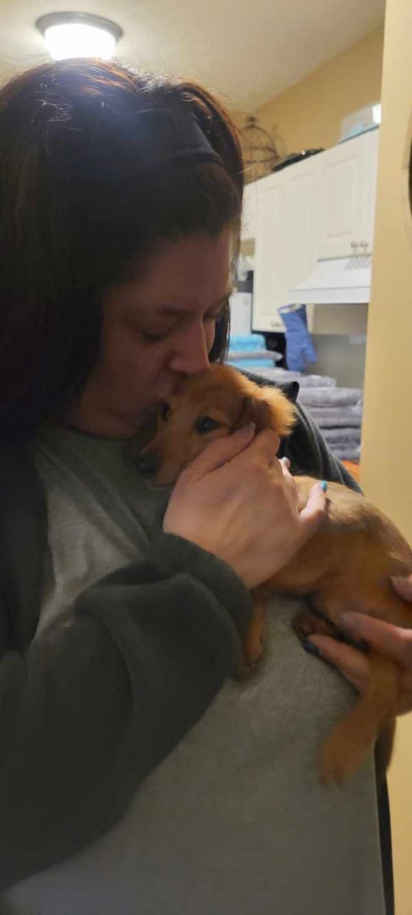 Customer photo of Dachshund, Mini puppy from Maura N.