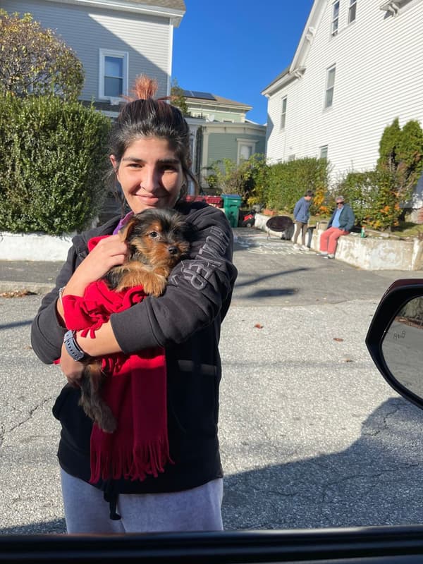 Customer photo of Yorkshire Terrier - Yorkie puppy from Brenda M.