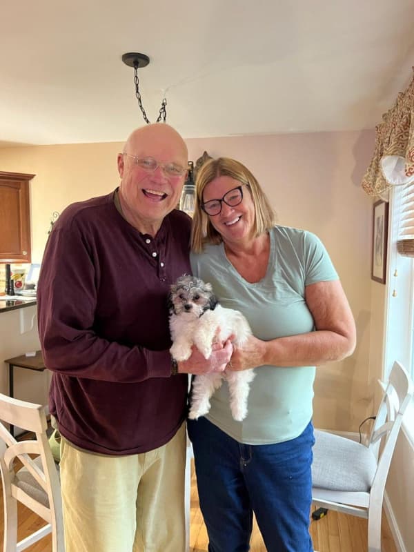 Customer photo of Shichon puppy from Dave & Paula B.
