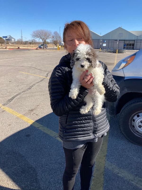 Customer photo of Cavapoo puppy from Lisa D.