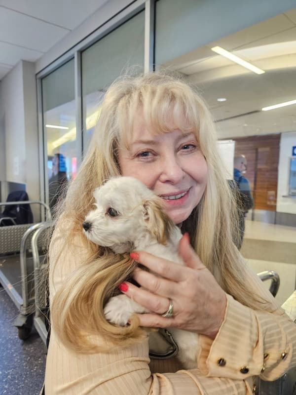 Customer photo of Havanese puppy from Linda S.