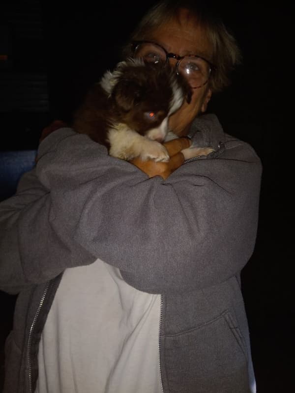 Customer photo of Miniature Australian Shepherd puppy from Tim M. 