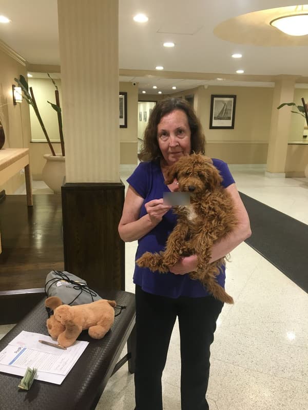 Customer photo of Goldendoodle, Mini puppy from Joanne B.