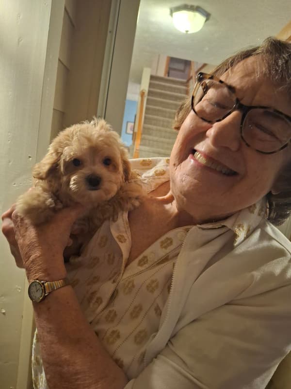 Customer photo of Havapoo puppy from Mary P.