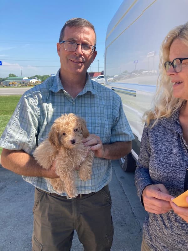 Customer photo of Poodle, Toy puppy from Sherry M.