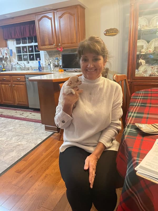 Customer photo of Chihuahua puppy from Tammy B.