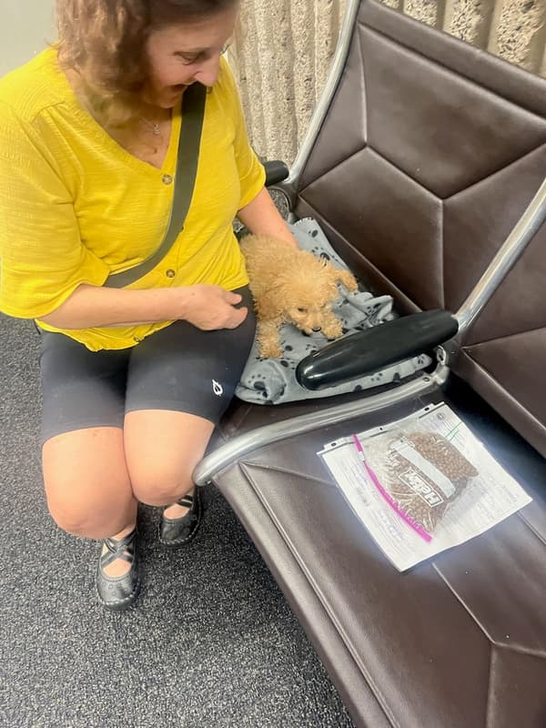Customer photo of Cavapoo puppy from Judy M.