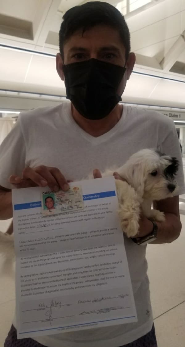 Customer photo of Havapoo puppy from Felix H.