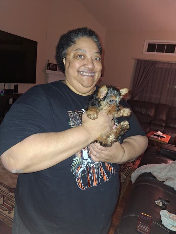 Customer photo of Yorkshire Terrier - Yorkie puppy from Donna V.