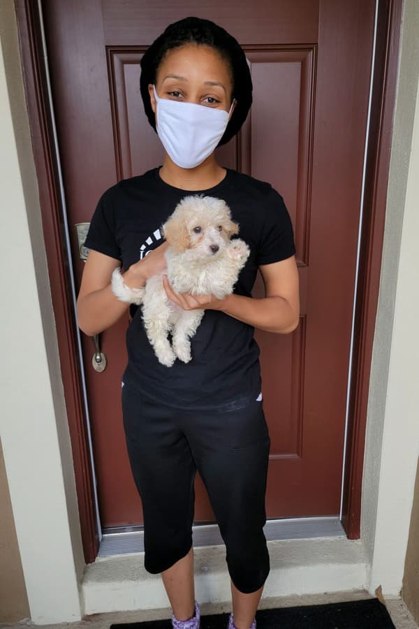 Customer photo of Bich-Poo - Bichpoo puppy from Tabitha W.