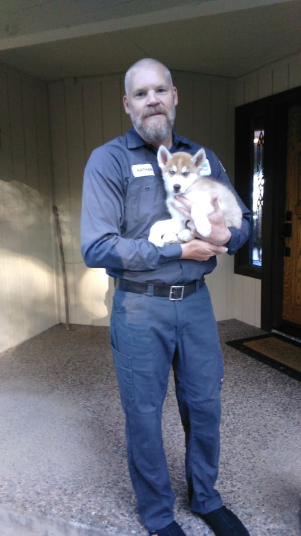 Customer photo of Siberian Husky puppy from Andria G.