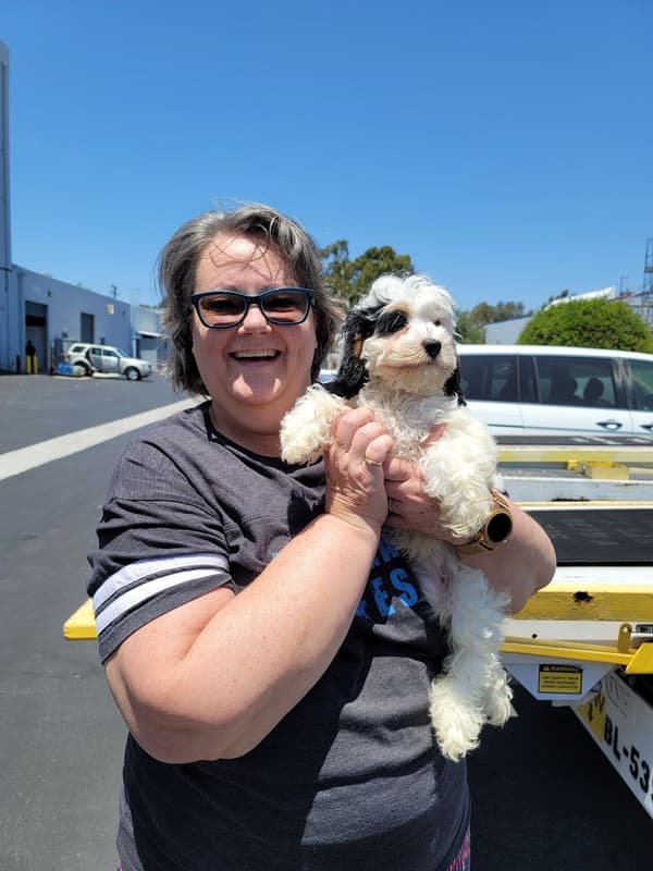 Customer photo of Cockapoo puppy from Tracy T.