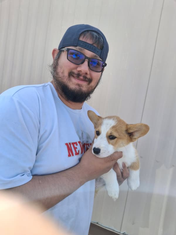 Customer photo of Corgi, Pembroke Welsh puppy from Carlos B.
