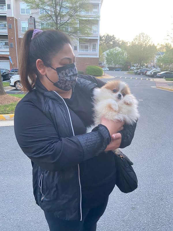 Customer photo of Pomeranian puppy from Pantea M.