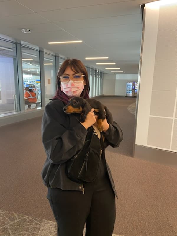 Customer photo of Dachshund, Mini puppy from Marissa C.