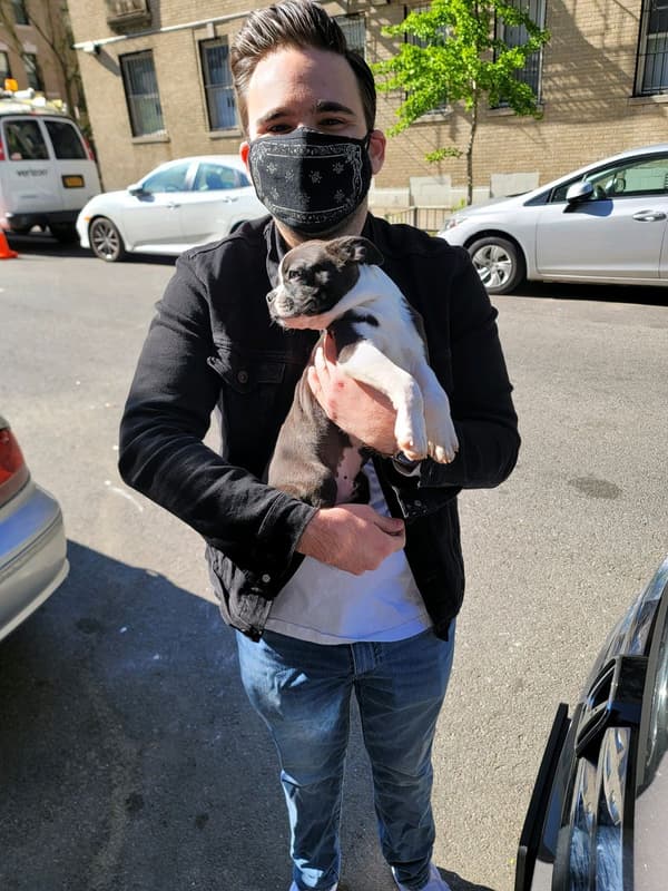 Customer photo of Boston Terrier puppy from Justin P.