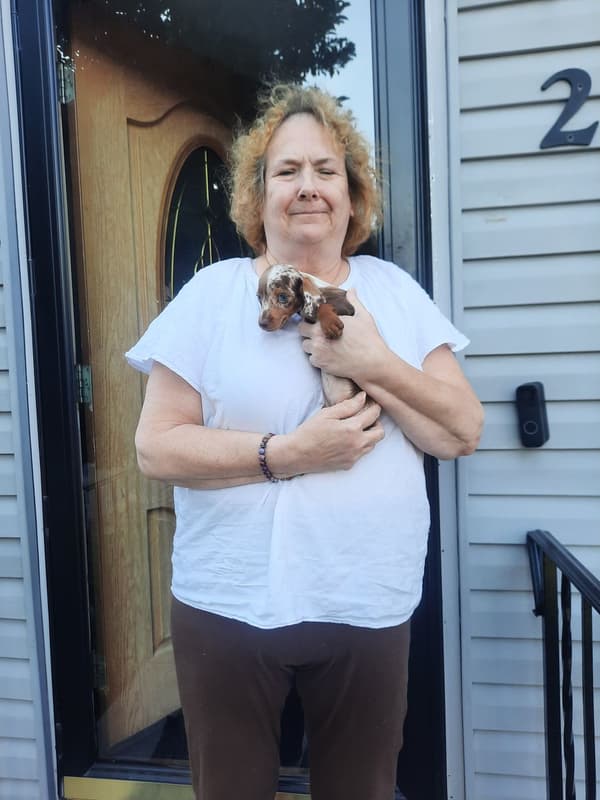Customer photo of Dachshund, Mini puppy from Paula M.