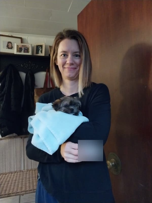 Customer photo of Shorkie puppy from Laura R.