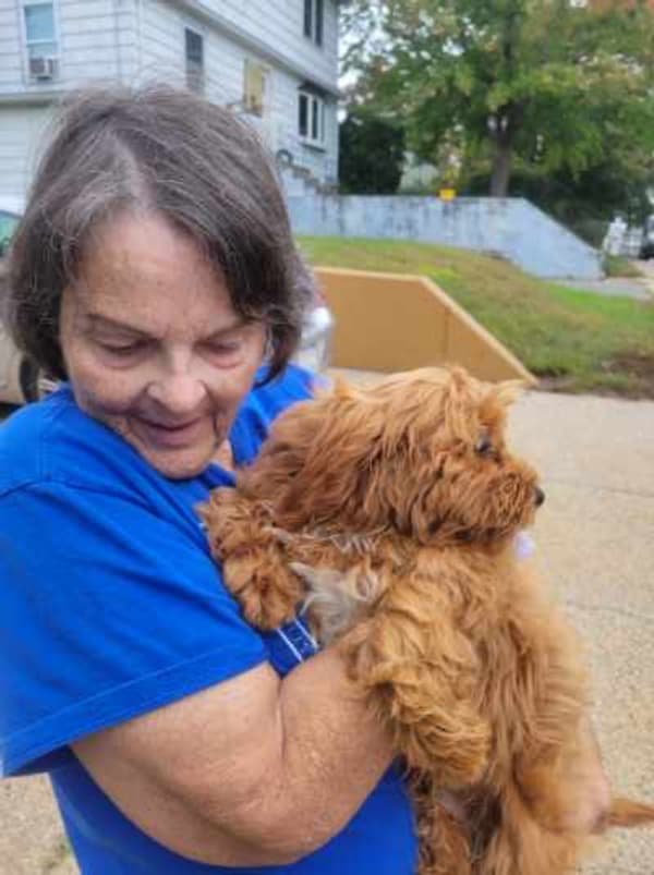 Customer photo of Cavapoo puppy from Emelie P.