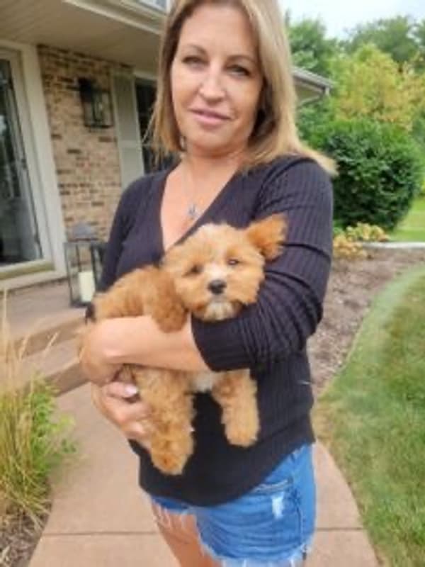 Customer photo of Cavapoo puppy from Deb R.