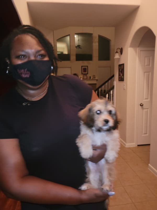 Customer photo of Cavachon puppy from Darrien D.