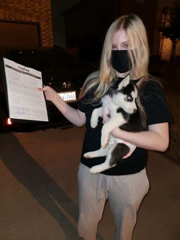 Customer photo of Siberian Husky puppy from Hailey G.