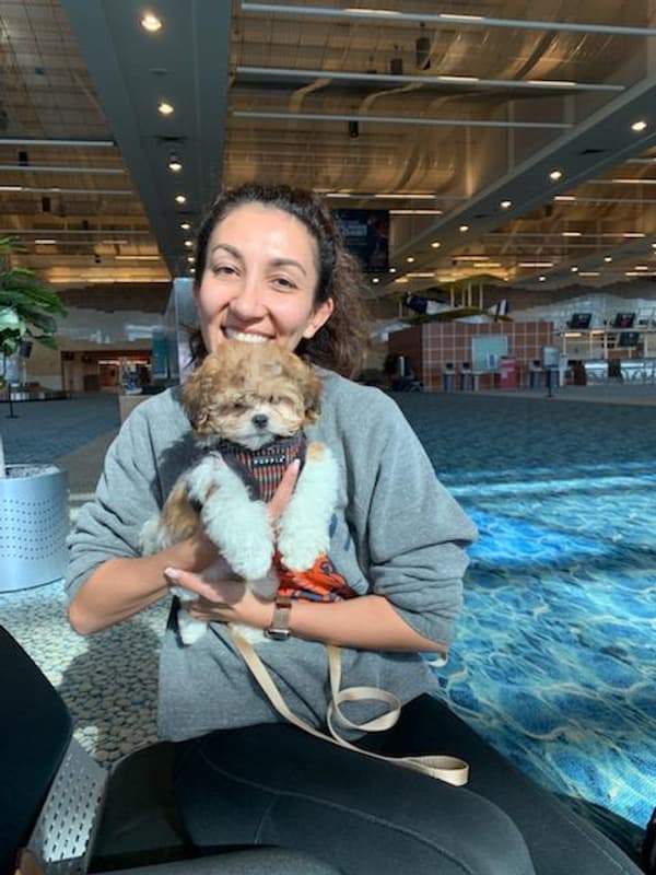 Customer photo of Shichon puppy from Ellie D.