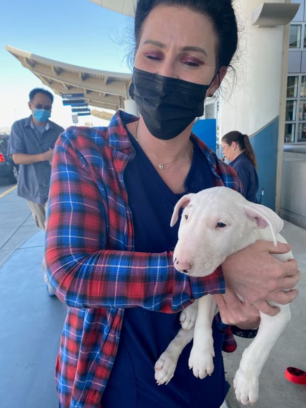 Customer photo of Bull Terrier puppy from Priscilla S.