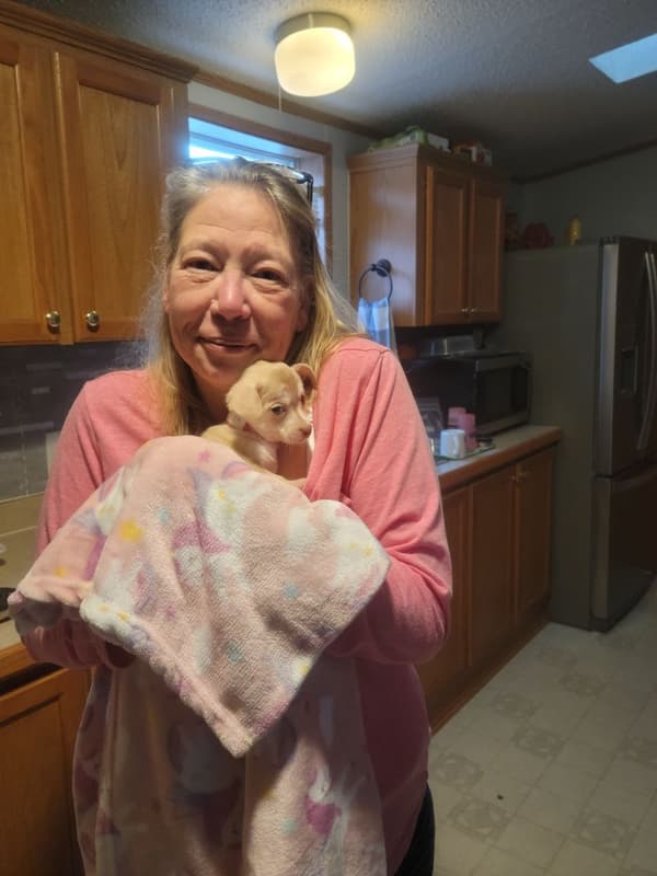 Customer photo of Chihuahua puppy from Cynthia N. 