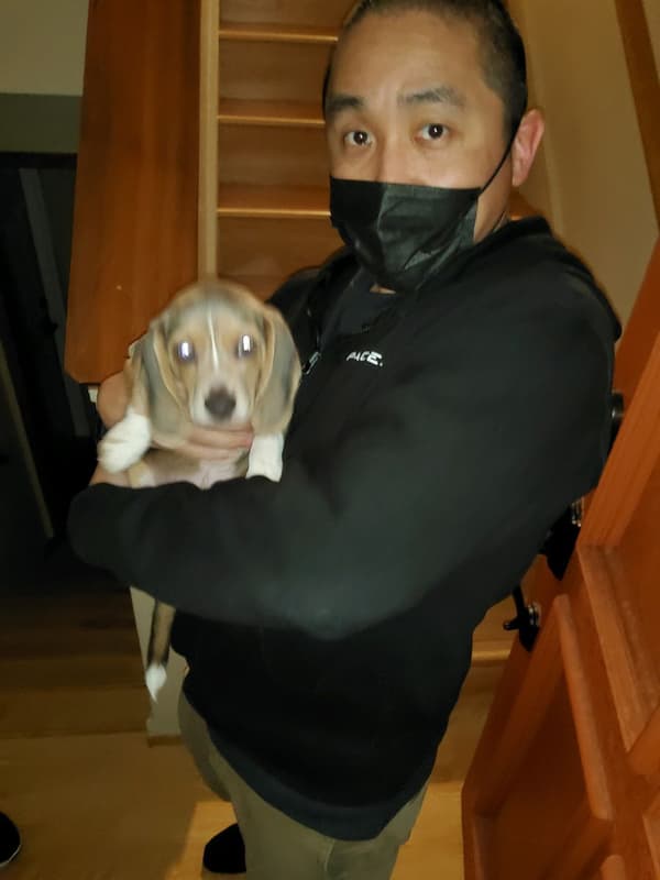 Customer photo of Beagle puppy from Takashi M.
