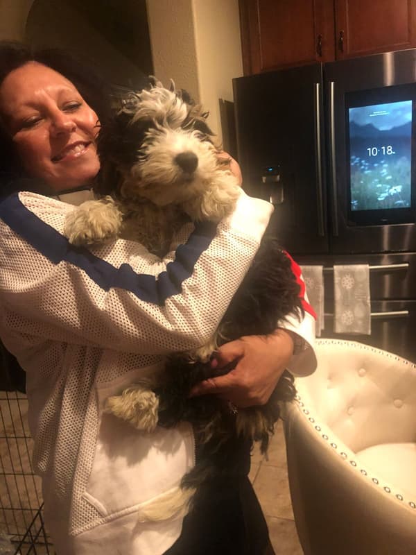 Customer photo of Shih-Poo - Shihpoo puppy from Leland A.