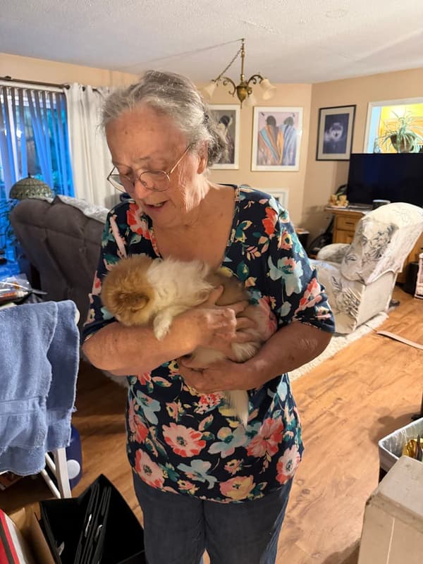 Customer photo of Pomeranian puppy from Jeanne K.