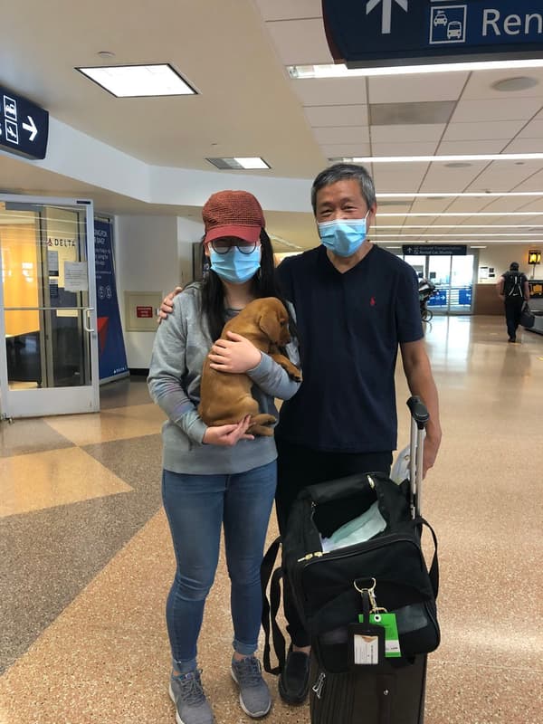 Customer photo of Labrador Retriever puppy from Yingjie G.