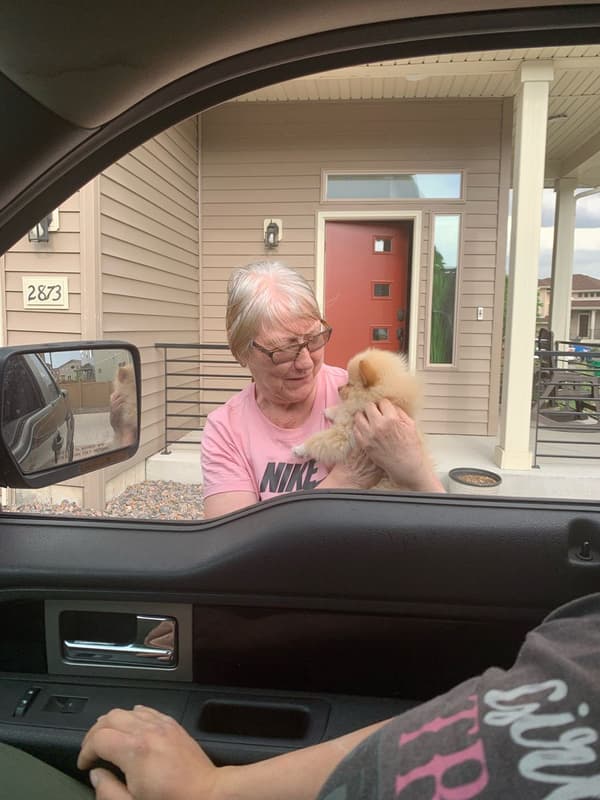 Customer photo of Pomeranian puppy from James K.