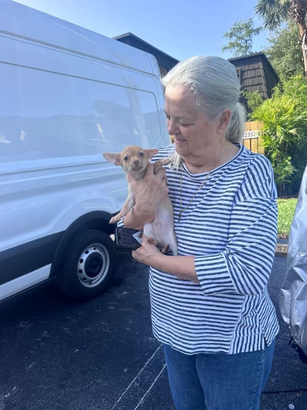 Customer photo of Chihuahua puppy from Judy W.