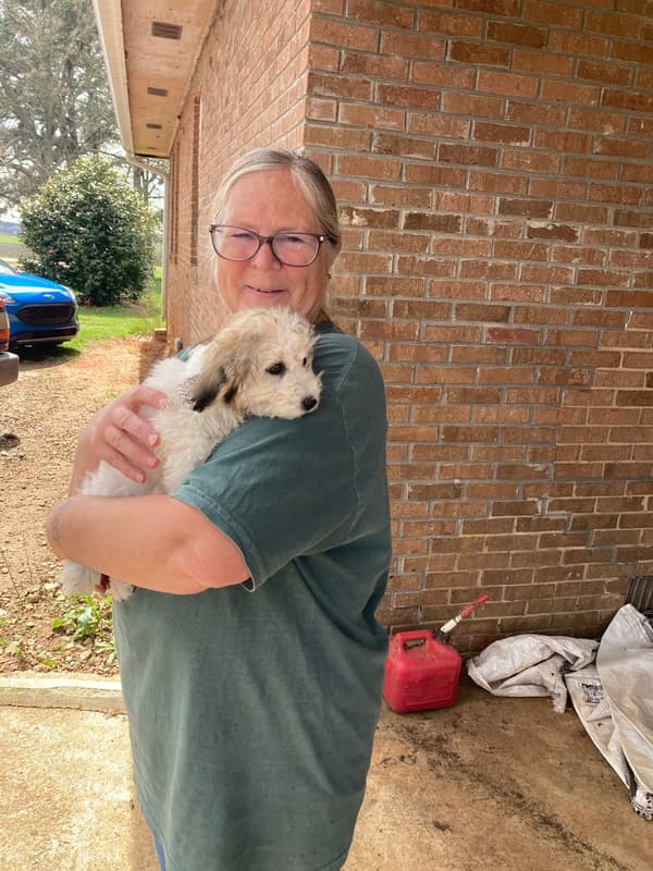 Customer photo of Coton De Tulear puppy from Lisa J.