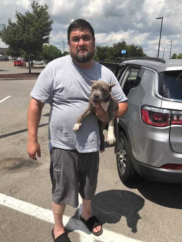Customer photo of American Bully puppy from Tommy W. 