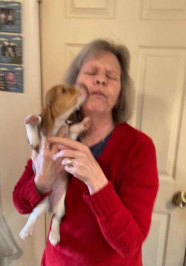 Customer photo of Beagle puppy from Sherrill P.