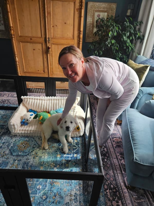 Customer photo of English Golden Retriever puppy from Ginger L.