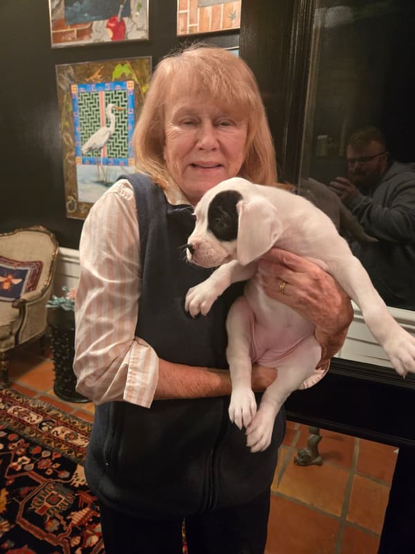 Customer photo of Boxer puppy from Victoria S.