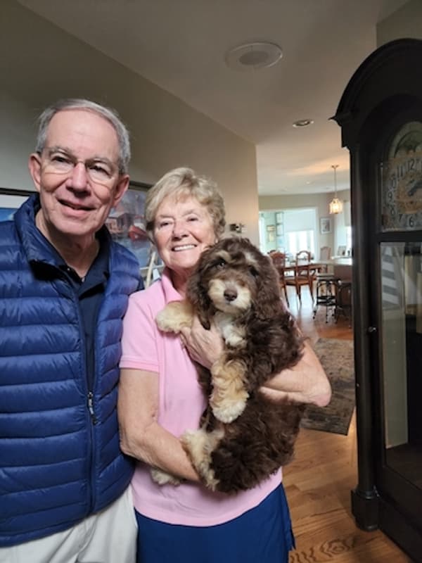 Customer photo of Springerdoodle puppy from Susan S.