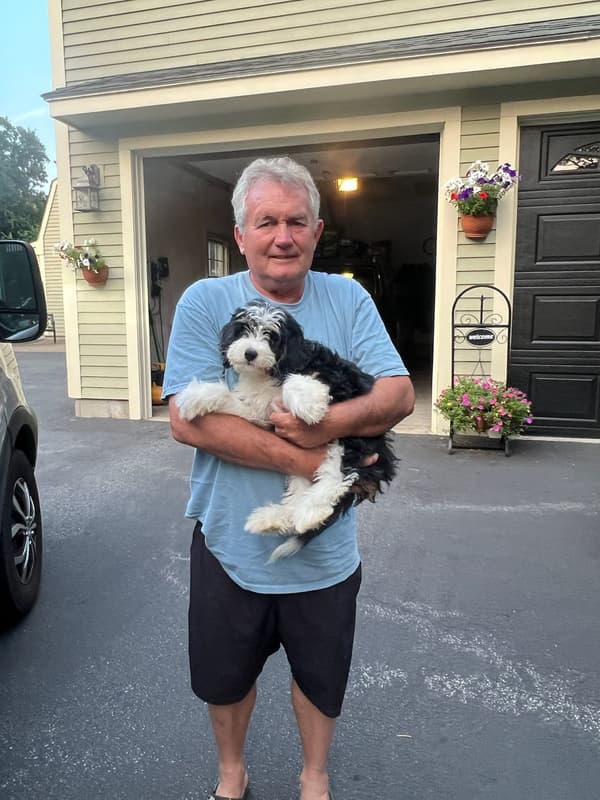 Customer photo of Bernedoodle, Mini puppy from James G.