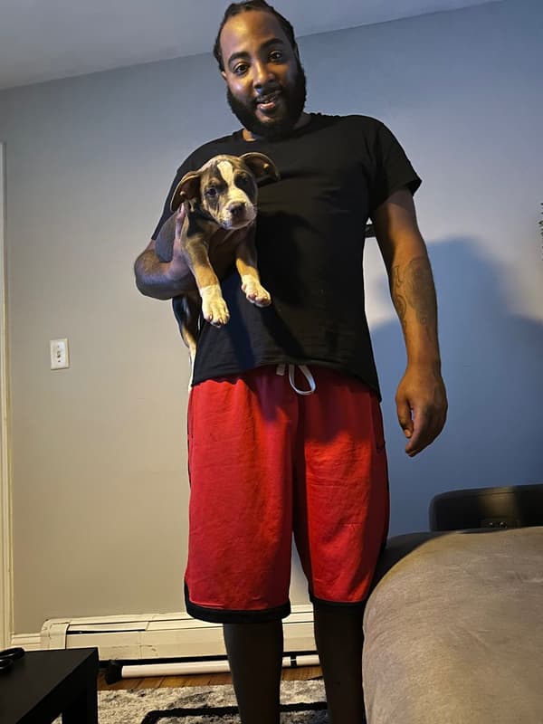 Customer photo of American Bully puppy from Shanice E.